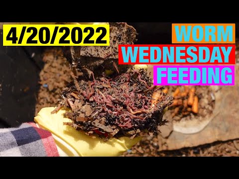 4-20-2022 Worm Wednesday Feeding
