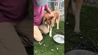 Video preview image #1 Siberian Husky Puppy For Sale in Pasadena, CA, USA