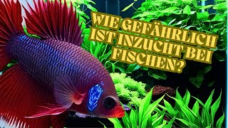 ATTENTION how dangerous is INBREEDING in FISH