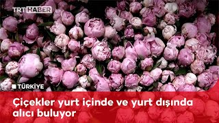 Yozgat'ta ürettikleri şakayıkla Hollanda'ya rakip oldular