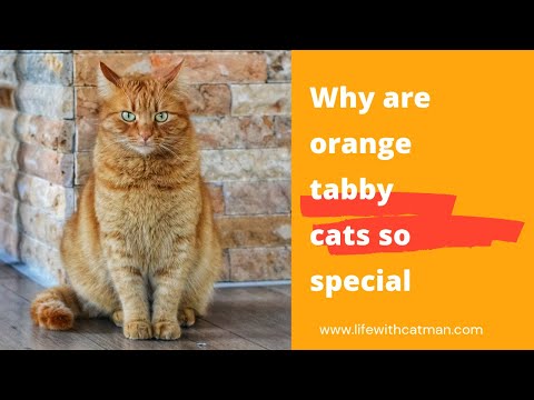 Why are orange tabby cats so special?