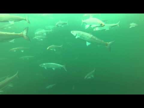 GoPro Underwater Ice Fishing Lake Superior