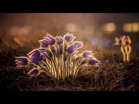 Marina i Neno: Moć Ljubavi 14.02.2021.