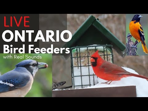 Ajax Backyard Bird Feeder live cam thumbnail
