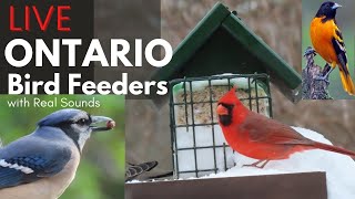 Ontario · Ajax · Birds FeederWatch · with Relaxing Nature Sounds · Canad live stream