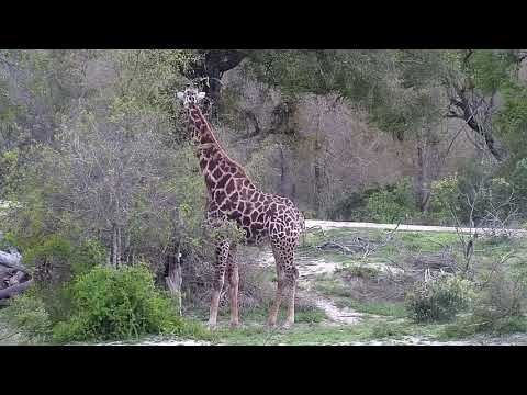 Djuma: Giraffe-Pt:1 - 05:45 - 10/17/20