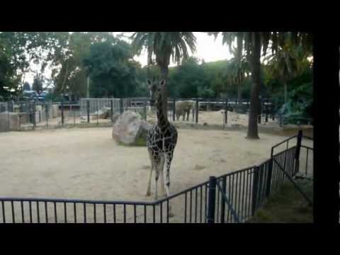 В зоопарке Барселоны - жирафы