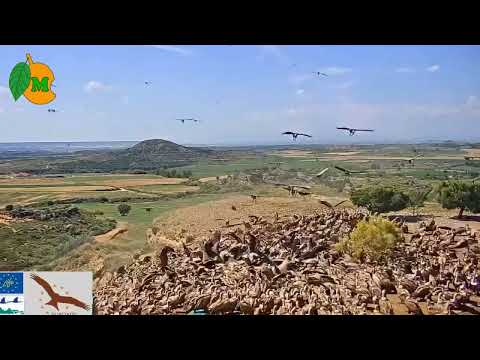 Griffon vulture frenzy at feeding station in Aragón