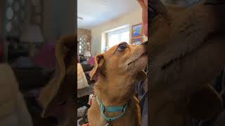 Video preview image #1 Chiweenie Puppy For Sale in Oakhurst, NJ, USA