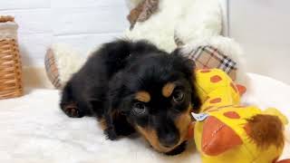 ミニチュアダックスの動画02