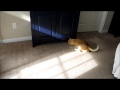 Bob The Dawg An Orange Tabby Cat Enjoying The Snow Day Of SC Blizzard 2014