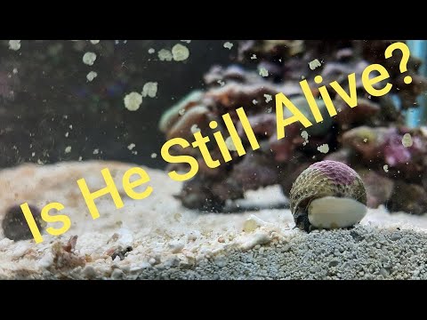 What to do when a snail dies