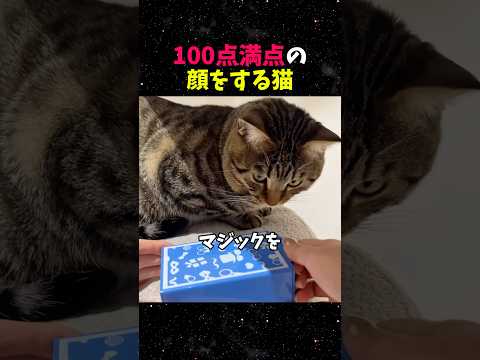 マジックを見た猫の顔が100点過ぎる