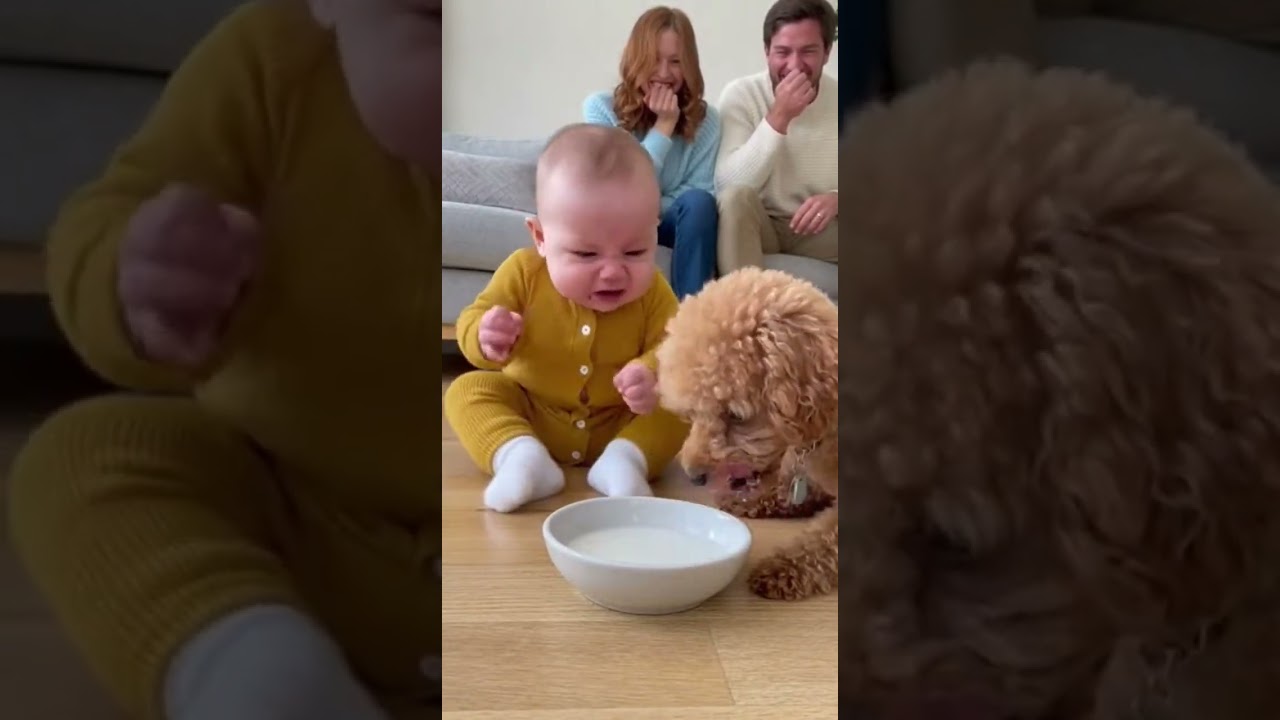 自分のミルクと勘違いをして犬に怒る赤ちゃん👶🐩🤣#dog #baby #cute #funny #shorts #shortvideo #赤ちゃん #トイプードル