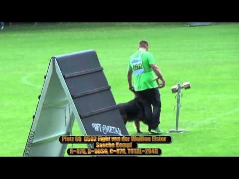 2015 SV BSP Meppen part 43 platz 60 0502 Fight von der Weißen Elster B=90