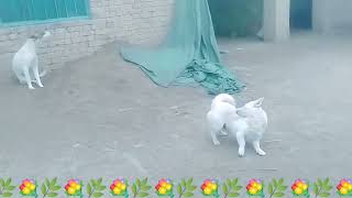 Baby Girl Is Being Raised By Six German Shepherds | The Dodos, Iyf