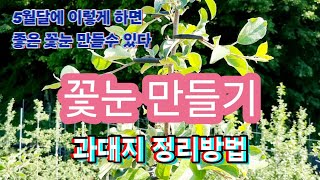 2024년5월16일 사과나무 과대지 이용해서 측지 결과지 꽃눈 만드는 방법