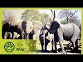 Elephants The Whole Story 1 13 Go Wild