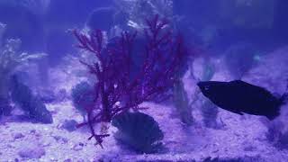 How to take care and grow red razor macro algae in a saltwater aquarium tank
