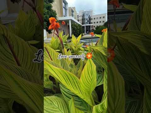 Politeness is the flower of humanity#trending #nature #travel #motivation #love #bekind #youtube