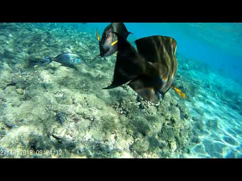 Пляж Ghazala Beach риф