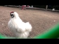 Бешеная Курица 