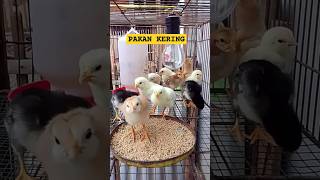 Download lagu PAKAN AYAM UMUR 0 SAMPAI 1 BULAN || PAKAN KERING mp3 Download lagu PAKAN AYAM UMUR 0 SAMPAI 1 BULAN || PAKAN KERING mp3