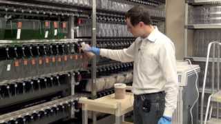 Zebrafish Helping Science
