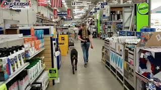 Download Lagu 1.5 Year Old Doberman Pinscher Thumbnail