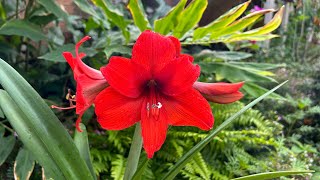 UM TUOR NO JARDIM MUITAS FLORES 🌹 LINDAS,COMPREI DECLARAÇÃO PRO JARDIM 