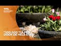 Tulpenfestival in Amsterdam van start, 100.000 tulpen door heel de stad te bewonderen