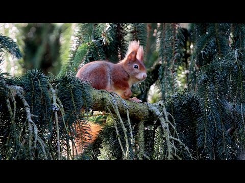 VEVERICA - Film za klince i odrasle