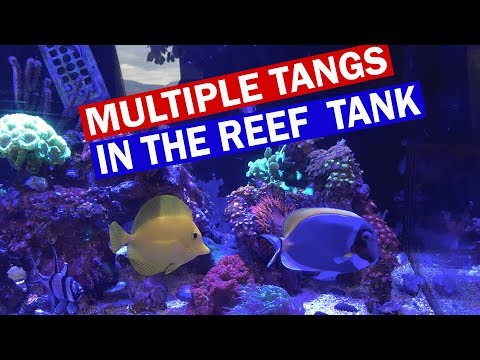 Multiple Tangs in Reef Tank - Dealing with Aggressive Tangs