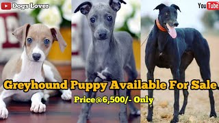 Grey-Hound Puppy For Sale 🐶 // Very Less Price @₹6500/- For Male // Good Quality Pup