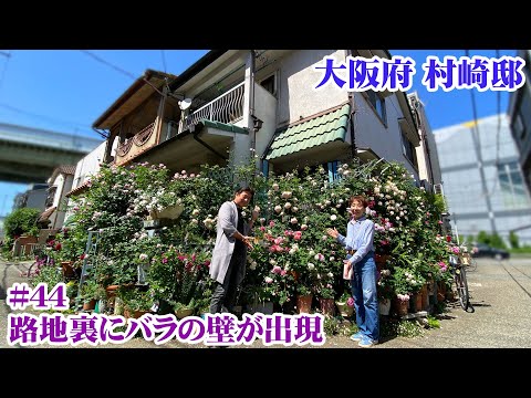 園芸 シミシフガ