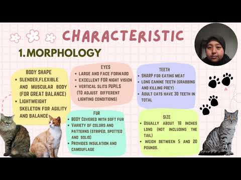 BIO320 PHYLUM CHORDATA: FELIS CATUS