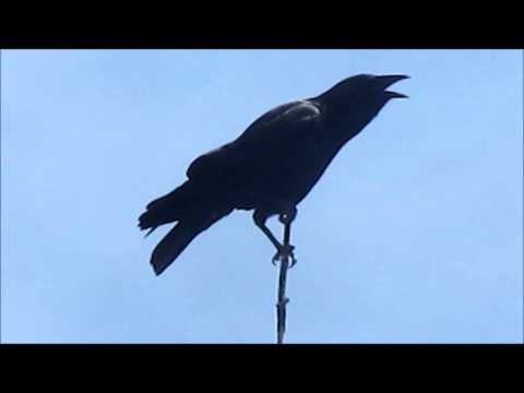 American Crow cawing