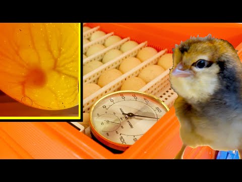 Hühner Kunstbrut mit Schiertipps (=Eier durchleuchten, wie Ultraschall)