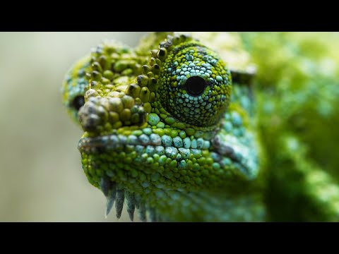 Chameleon Births Live Babies | Frozen Planet II | BBC Earth