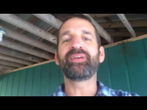 Bees In Your Walls?  Here's What To Do