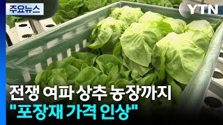 전쟁 여파 상추 농장까지...포장재 오르고 수요 줄어 / YTN