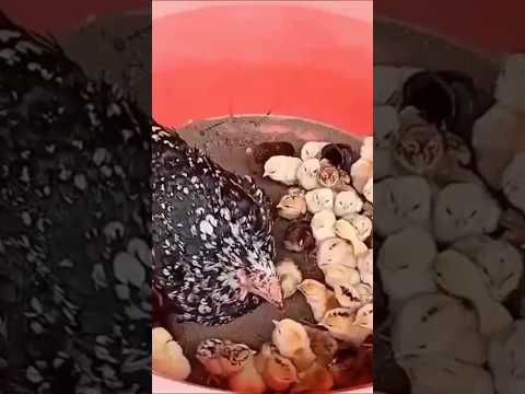 100 Chicks with One Hen- 100 Colorful Chicks with One Aseel Hen Hatched- #shot #aseel #viral