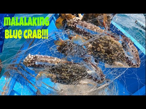 Malalaking Blue Crab ang huli namin Part 1