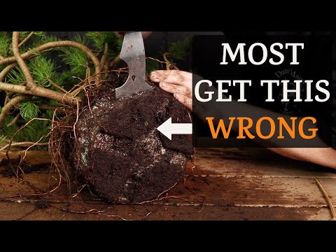 Why Pines Die After Repotting