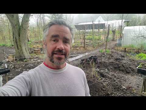 Thousands of Edible Tree Seeds for Your Food Forest