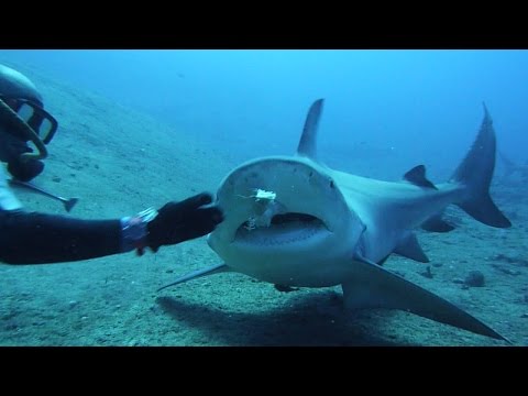 Best of Feeding Bull Sharks - St. Lucia - Kuba