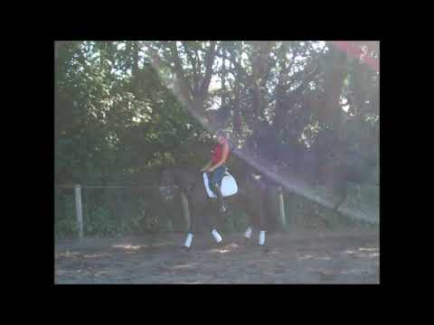 LUCIELLE 4j. Hann. St. v. Likoto xx - Akatschi VB 12.000,- Euro