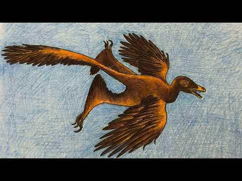 Paleobytes - Norellraptor barsboldi