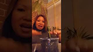 How to grow Avocado from seed Garden Fairies Asian Goddess