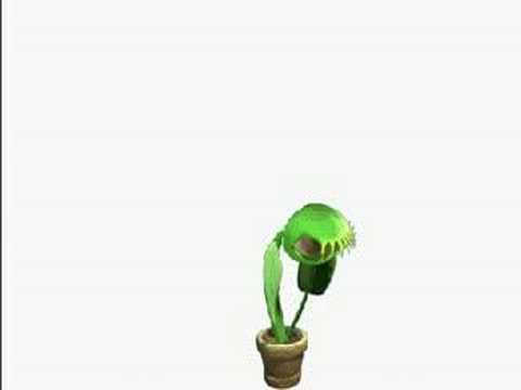 venus fly trap